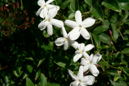 rp_Winter_Jasmine.jpg San Diego landscapers