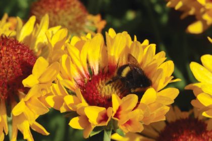 G.Fanfare-Citronella-2 drought tolerant plants San Diego CA